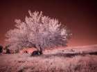 USA-Washington State-Palouse region-Lone tree in Field Art Print
